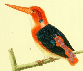 Dwarf Kingfisher, Drawn by F.-N. Martinet
