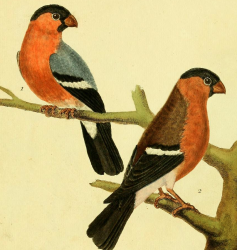 Eurasian Bullfinch