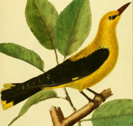 Eurasian Golden Oriole