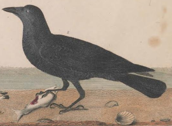 Fish Crow