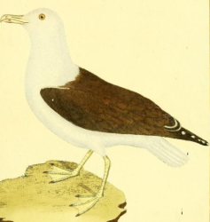 Great Black-backed Gull