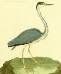Gray Heron, Drawn by F.-N. Martinet