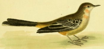 Gray Wagtail