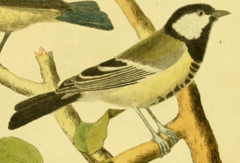 Great Tit