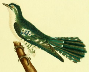 Greater Honeyguide