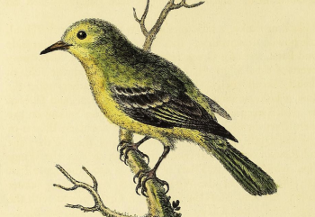 A natural history of birds... Part 2, Plate 79.