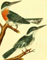 Green Kingfisher, Drawn by F.-N. Martinet