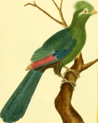 Guinea Turaco