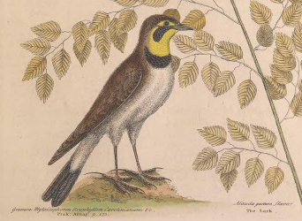 Horned Lark, by Catesby, M. (1731).