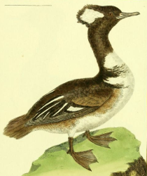 Drawn by F.-N. Martinet