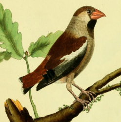 Hawfinch