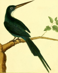 Jacamar