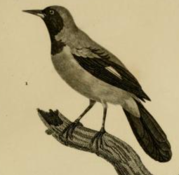 Jamaican Oriole