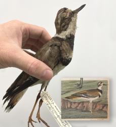 Killdeer