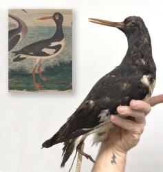 Pied Oystercatcher