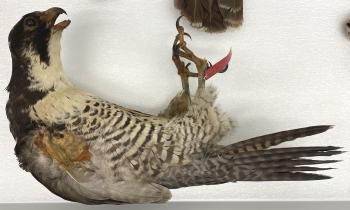 Peregrine Falcon