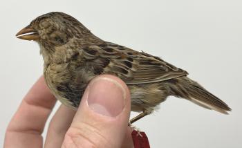 Grasshopper Sparrow