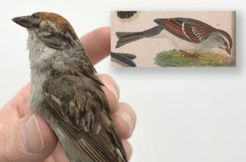 Chipping Sparrow