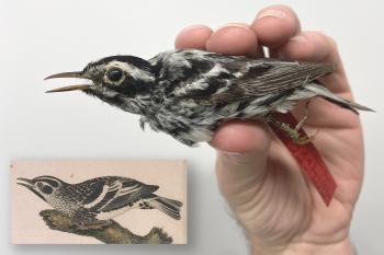 Black-and-white Warbler