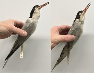 Common Tern (mounted taxidermy)
