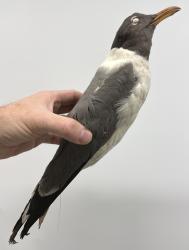 Laughing Gull