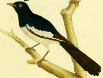 Magpie Robin