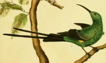 Malachite Sunbird