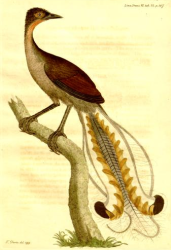 Menura