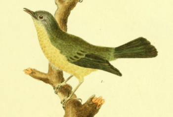 Mourning Warbler