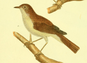  Nightingale