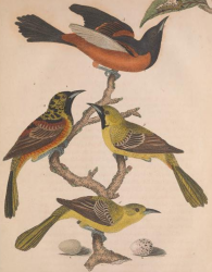 Orchard Oriole