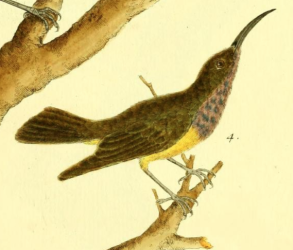 Olive Backed Sunbird