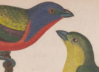 Painted Bunting