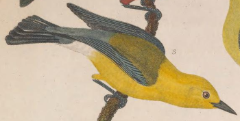 Unidentified waterthrush