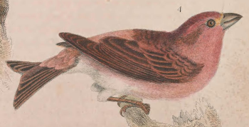 Purple Finch