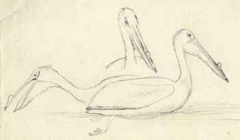 Pelicans