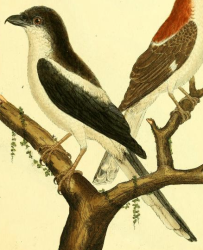 Pied Triller, Drawn by F.-N. Martinet