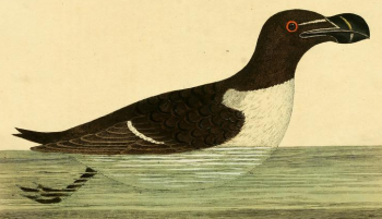 Razorbill, Illustration by Albin, E.