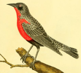 Red Breasted Meadowlark