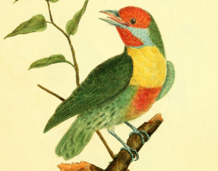 Red Crowned Barbet