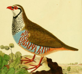 Red Legged Partridge