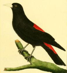 Yellow-rumped Cacique
