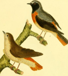 Redstart