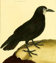 Rook