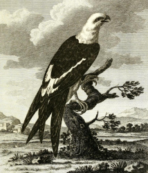Swallow-tailed Kite