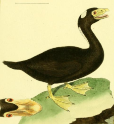 Surf Scoter, Drawn by F.-N. Martinet