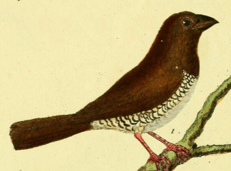 Scaly Breasted Munia