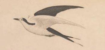 Sooty Tern