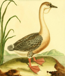 Swangoose, Drawn by F.-N. Martinet