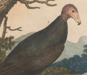 Turkey Vulture, Engraved by A. Lawson